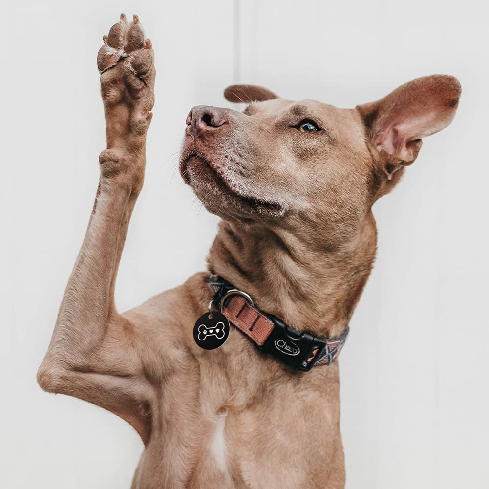 Stainless Steel QR Code Pet ID Tags Dog Tags - Pet Online Profile - Scan QR Receive Instant Pet Location Alert Email